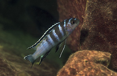 Tropheops kumwera 'Makokola Reef'